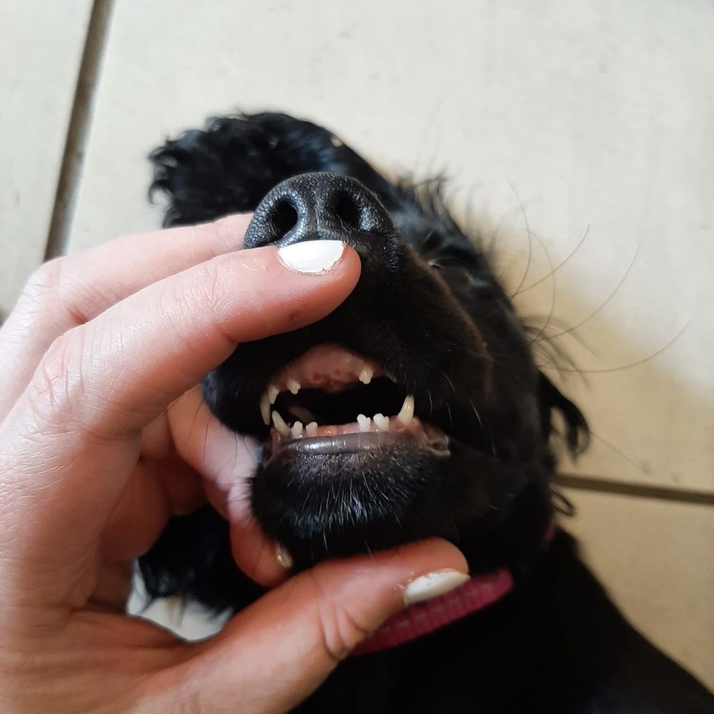 Puppy Teething Blog