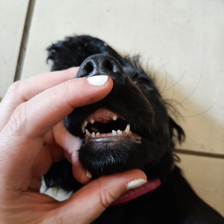 Puppy Teething Blog