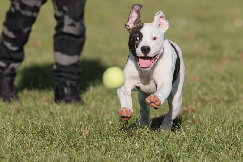 Dog-Friendly Outdoor Games for Every Season